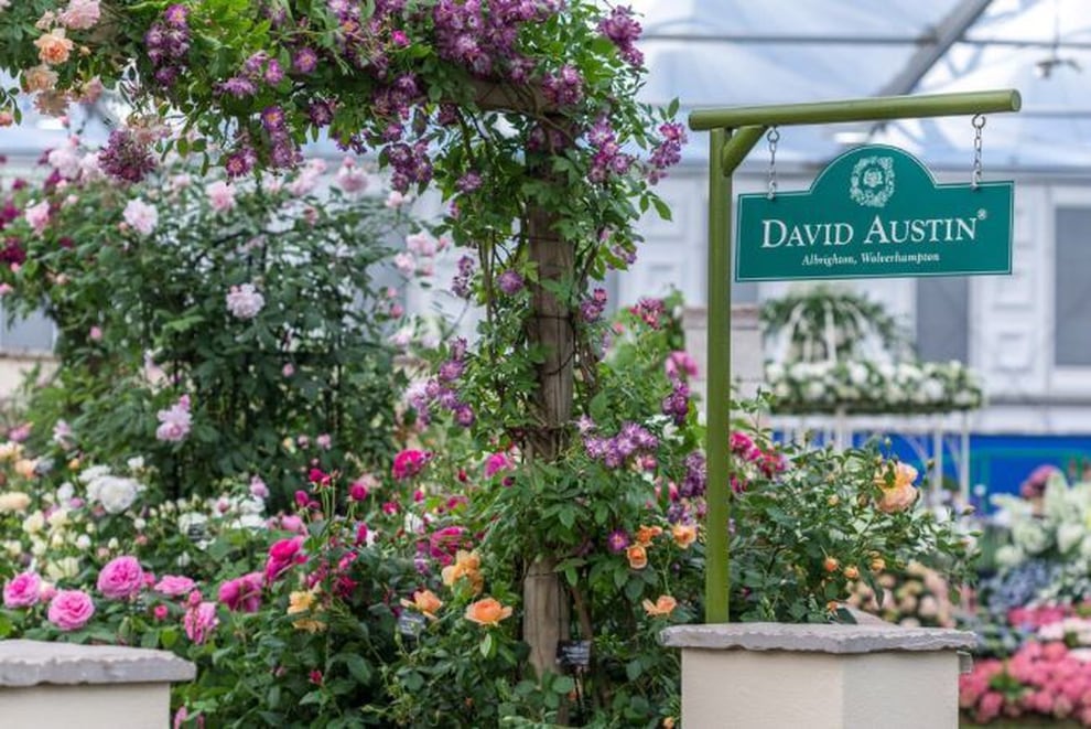 Gold medal for David Austin Roses at RHS Chelsea Flower Show Express