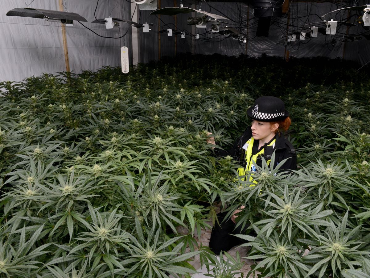 Cannabis How Drug Farmers Are Being Weeded Out In The West Midlands