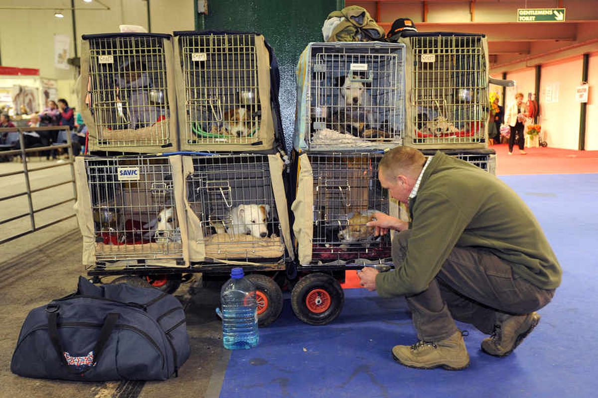 Dogs take centre stage at National Terrier Show - in pictures and video ...