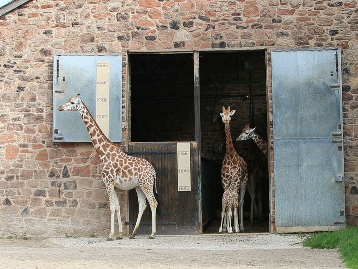 Watch as a baby giraffe at Chester Zoo takes her first steps outside