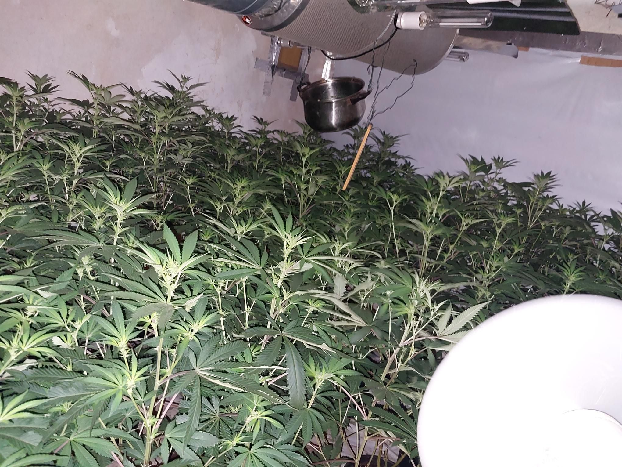 Police swoop on Smethwick address and seize 185 plants