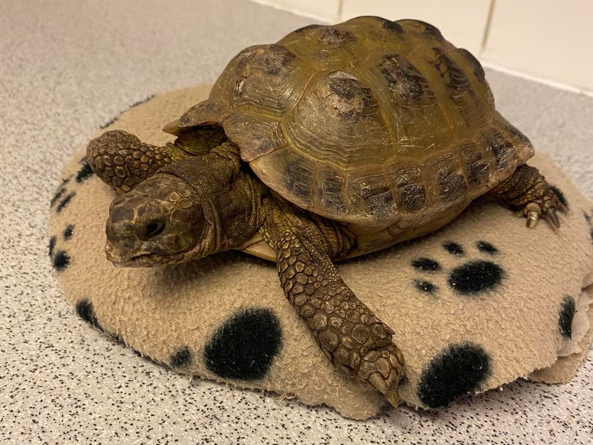 Lost tortoise handed in to mystified Black Country vets practice ...