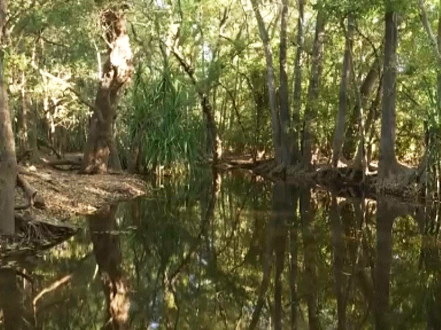 Australian rangers shoot 14ft crocodile that killed girl swimming in creek
