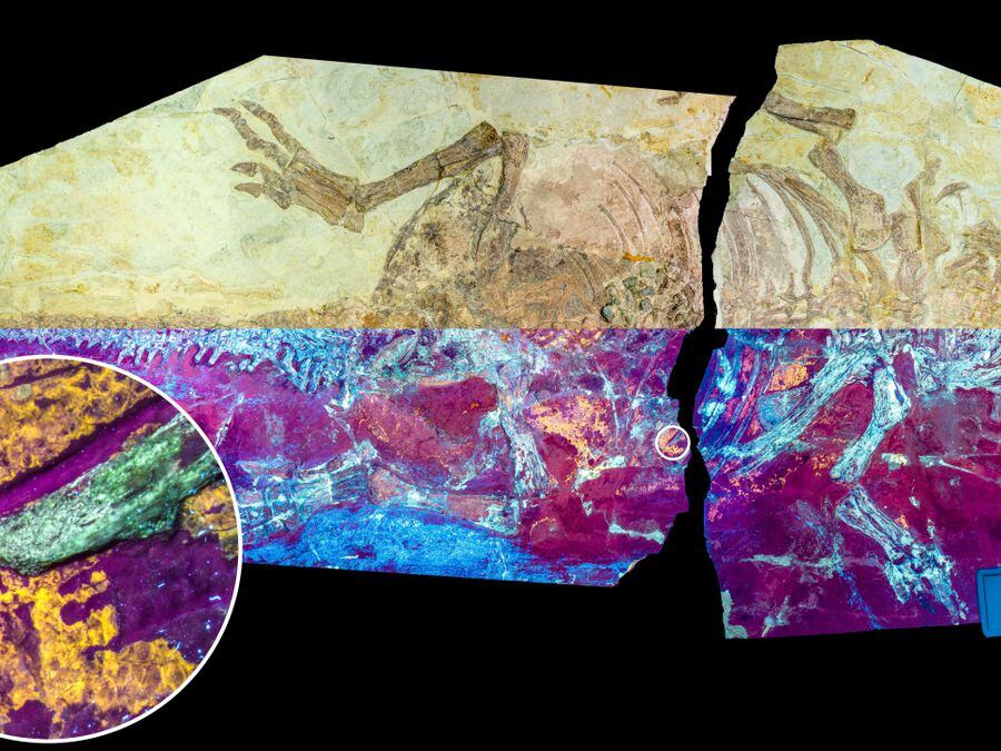 ‘Parrot lizard’ dinosaur sheds light on how reptile scales became bird ...