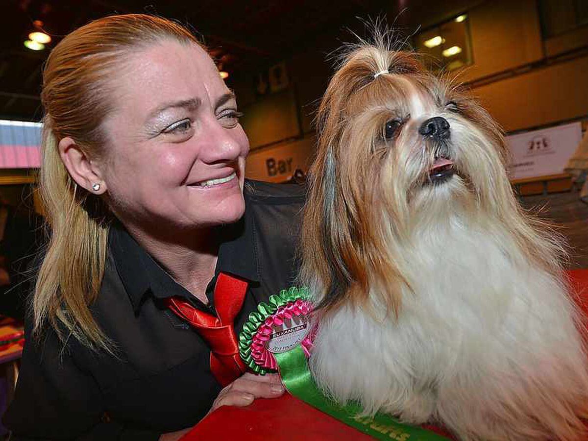 LIVE video and full gallery Dogs have their day at Crufts