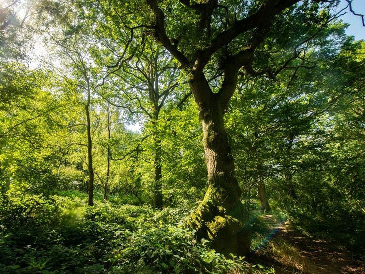 More than 1,000 ancient woodlands under threat, charity warns | Express ...