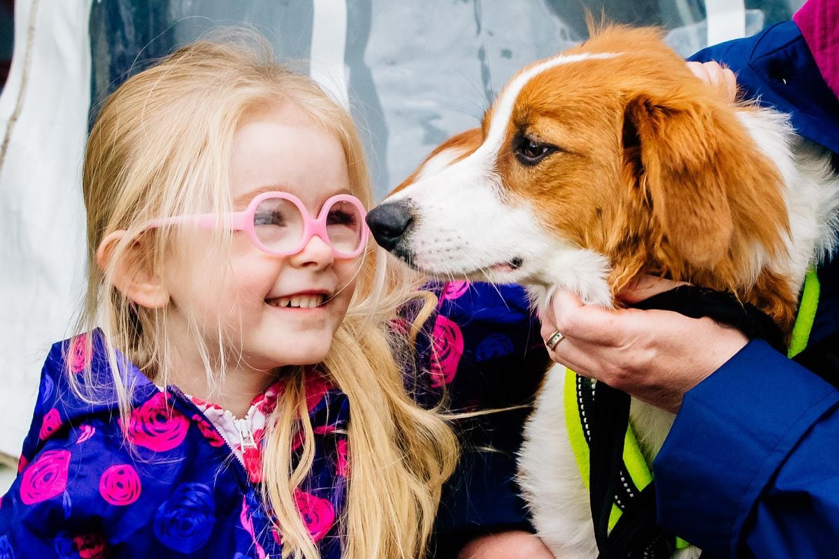 Thousands flock to the Midland Game Fair at Weston Park - with pictures ...