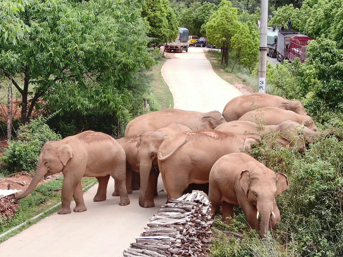 China’s wandering elephants on the move again | Express & Star