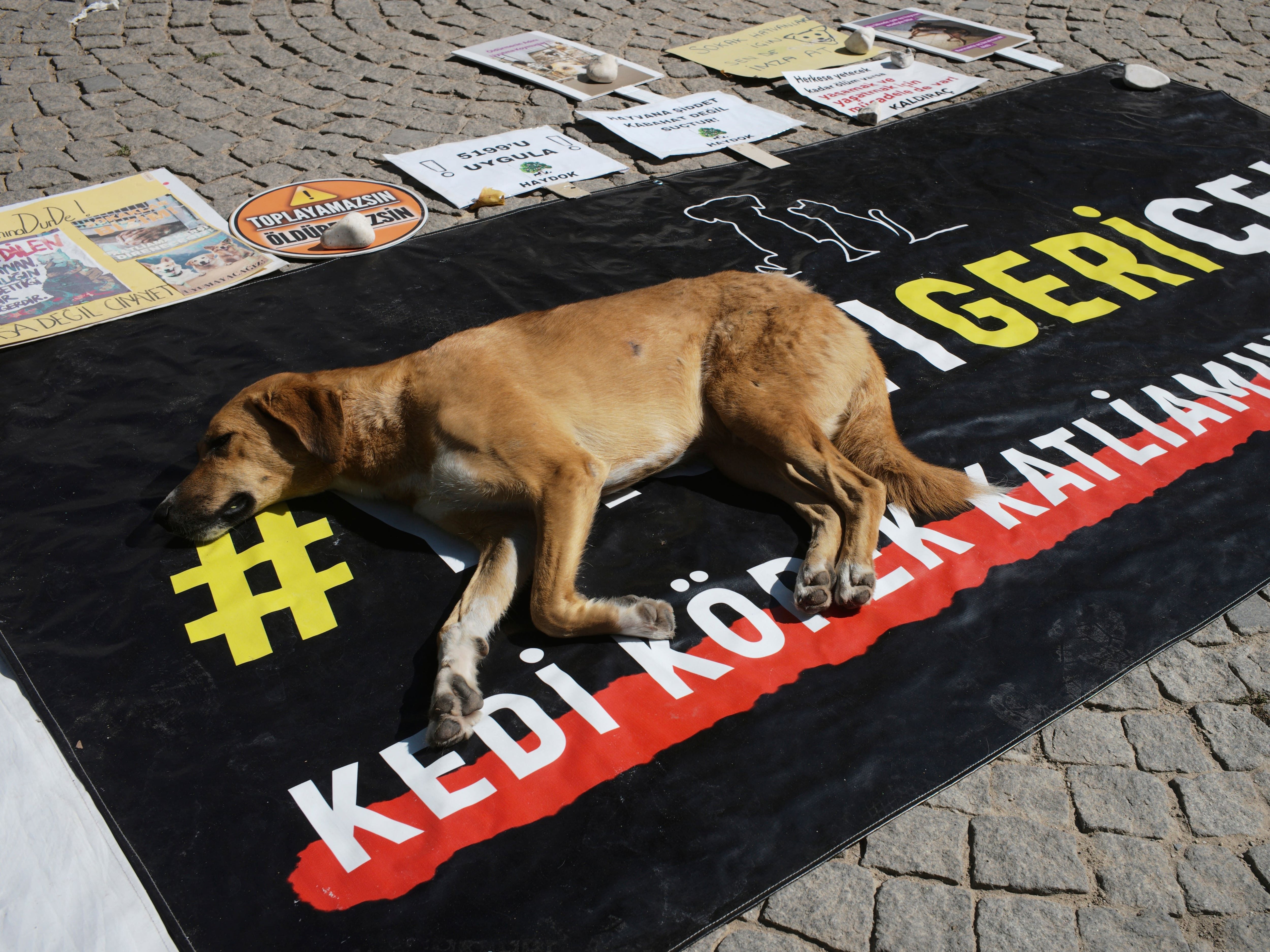 Turkish assembly clears way for ‘massacre law’ to round up stray dogs