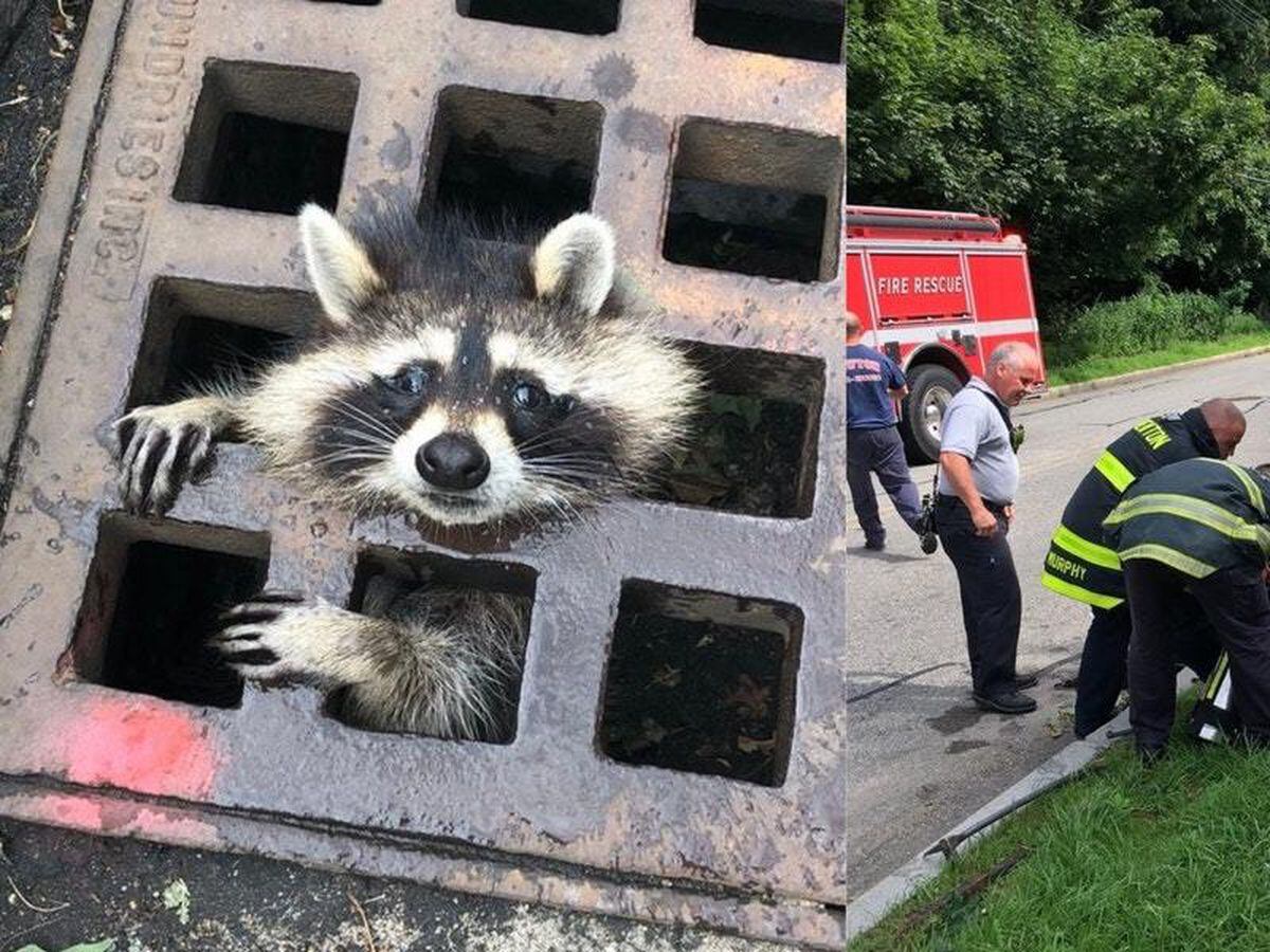 Firefighters Rescue A Raccoon Stuck In A Sewer Grate In Massachusetts Express And Star