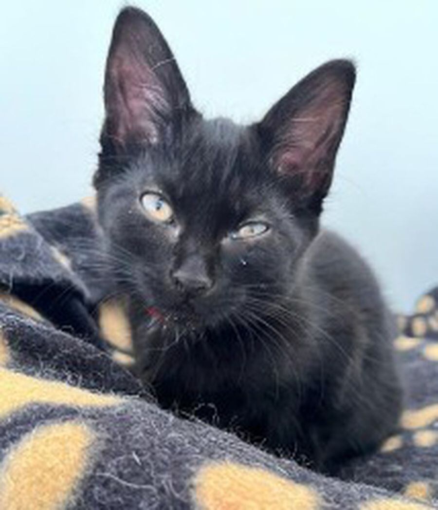 Eighteen Adorable Cats Near The Black Country Waiting For Their Forever 