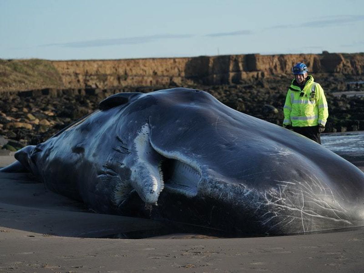 sperm-whale-dies-after-becoming-beached-in-northumberland-express-star