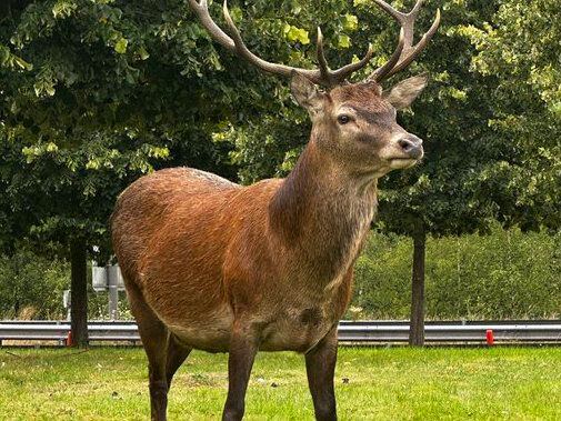 Oh deer! What a sight to behold as officers snap stag on camera