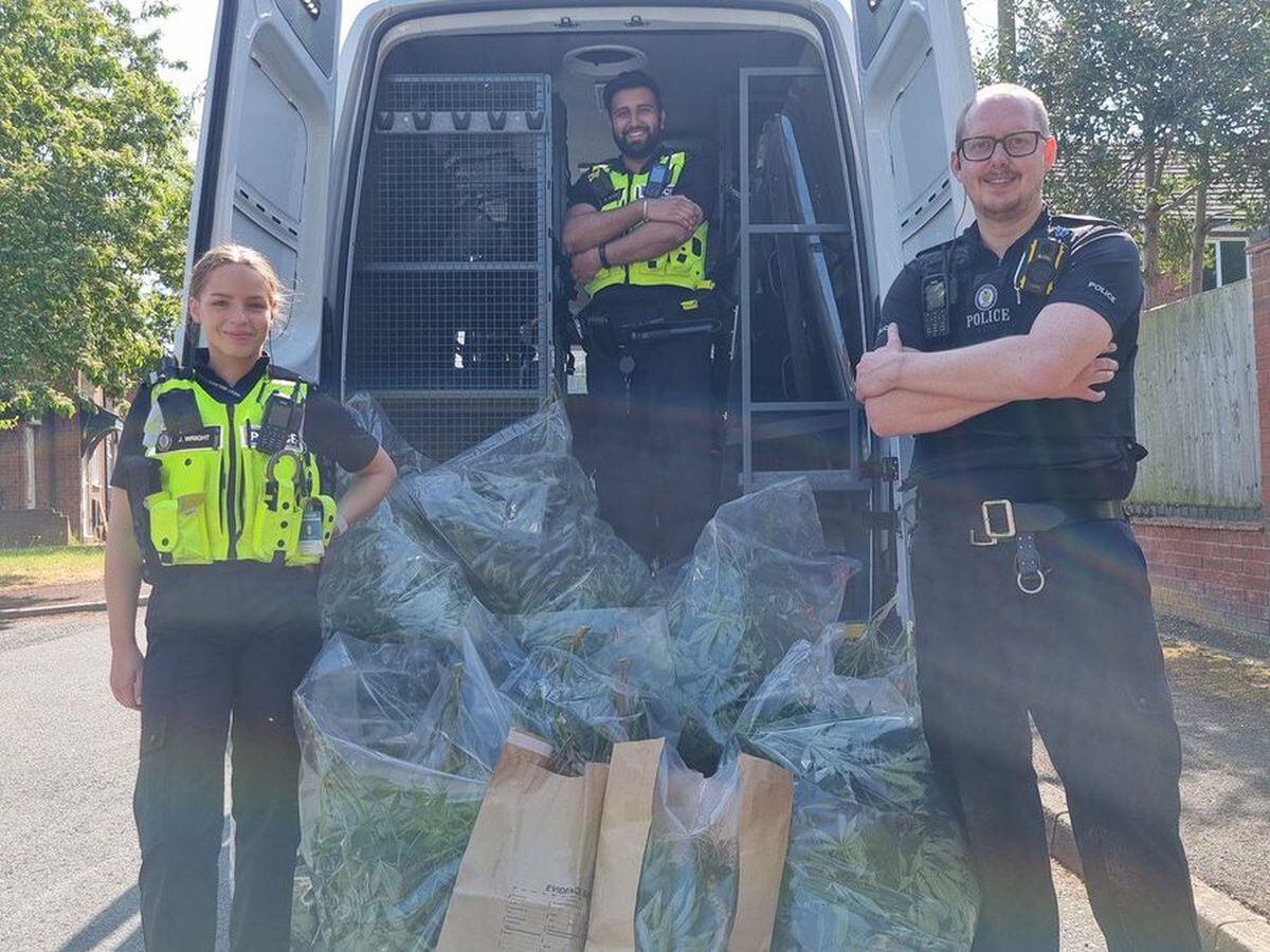 Arrest Made And 50 Cannabis Plants Seized On West Bromwich Estate Express And Star 0430