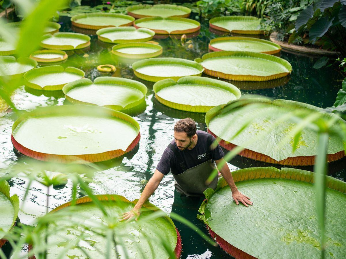 Kew Gardens Gains Guinness World Record For Its Strong Plant Collection Express Star