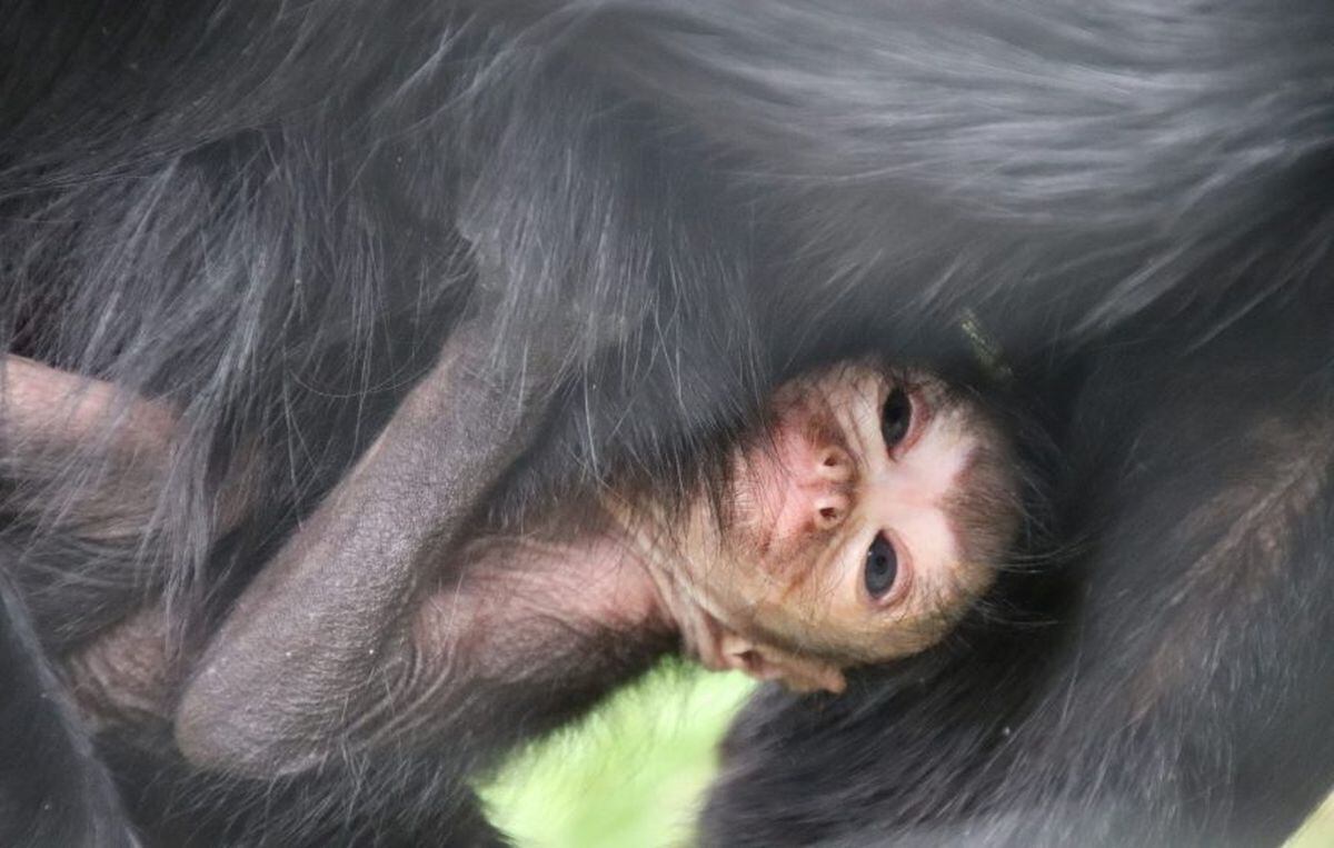 Name and sex of rare monkey born at Dudley Zoo revealed | Express & Star