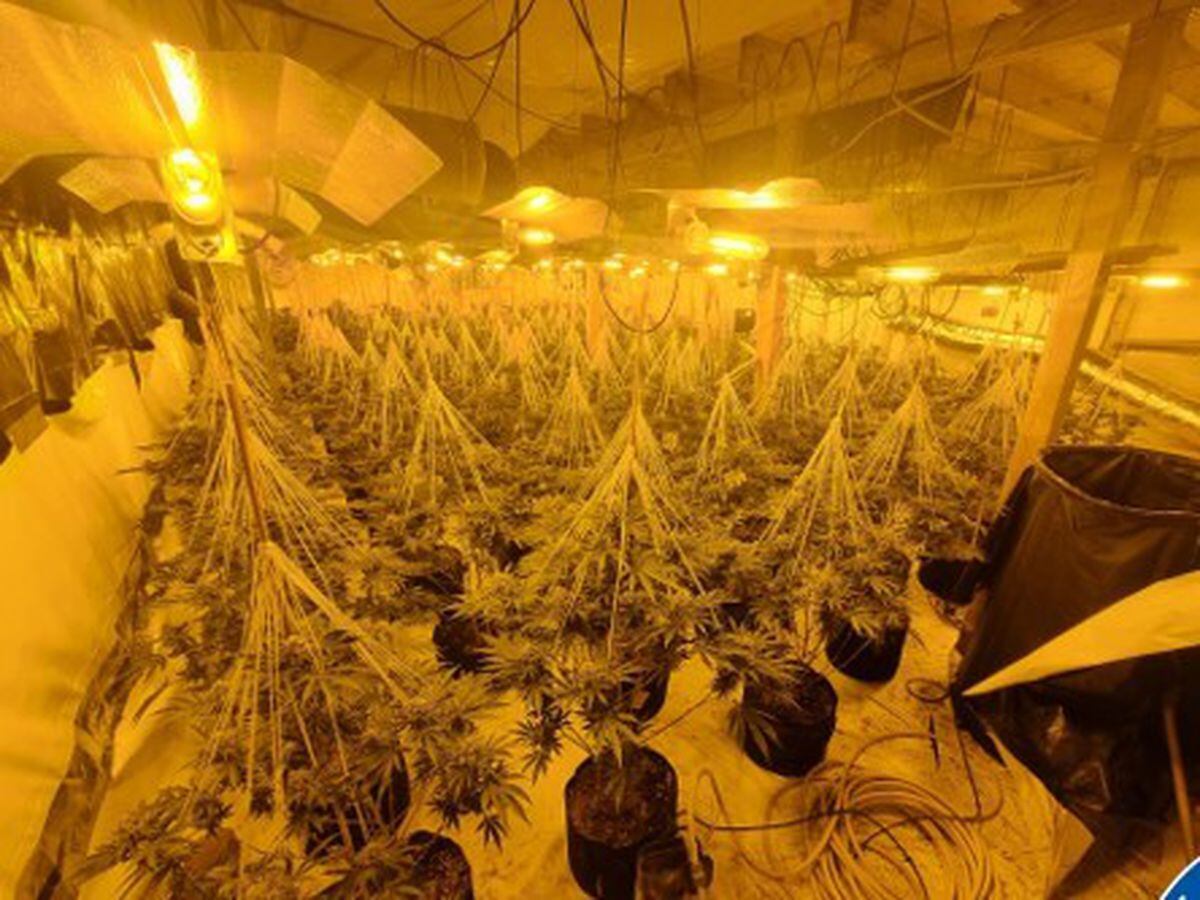 Police Seize More Than 800 Cannabis Plants In Raid On Industrial Unit ...