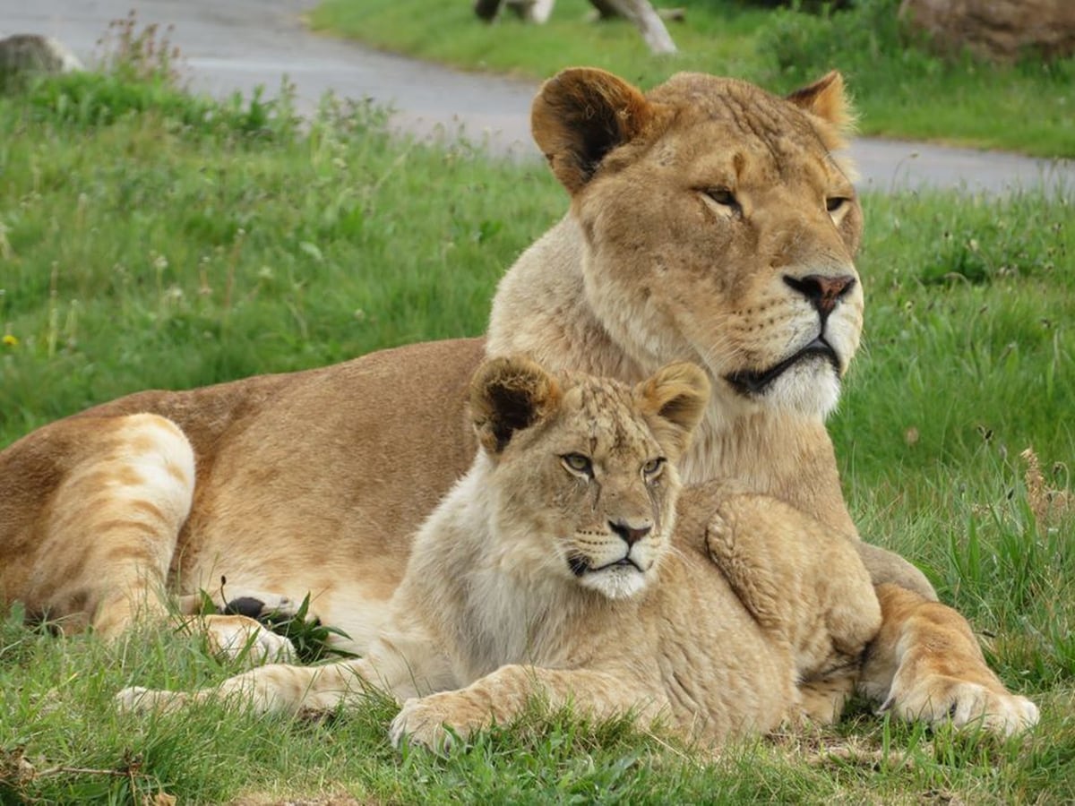 safari west lions