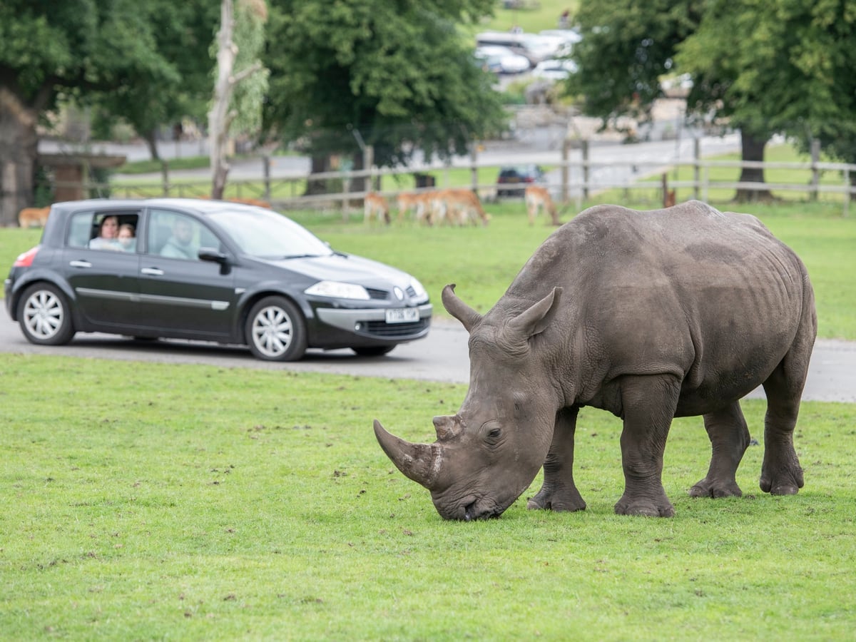 safari park west midlands rhinos