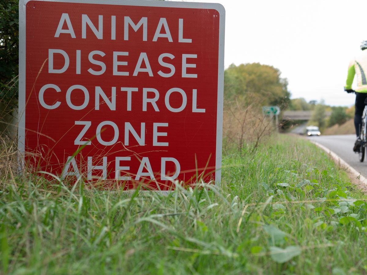 bird-flu-prevention-zone-declared-across-britain-as-cases-rise