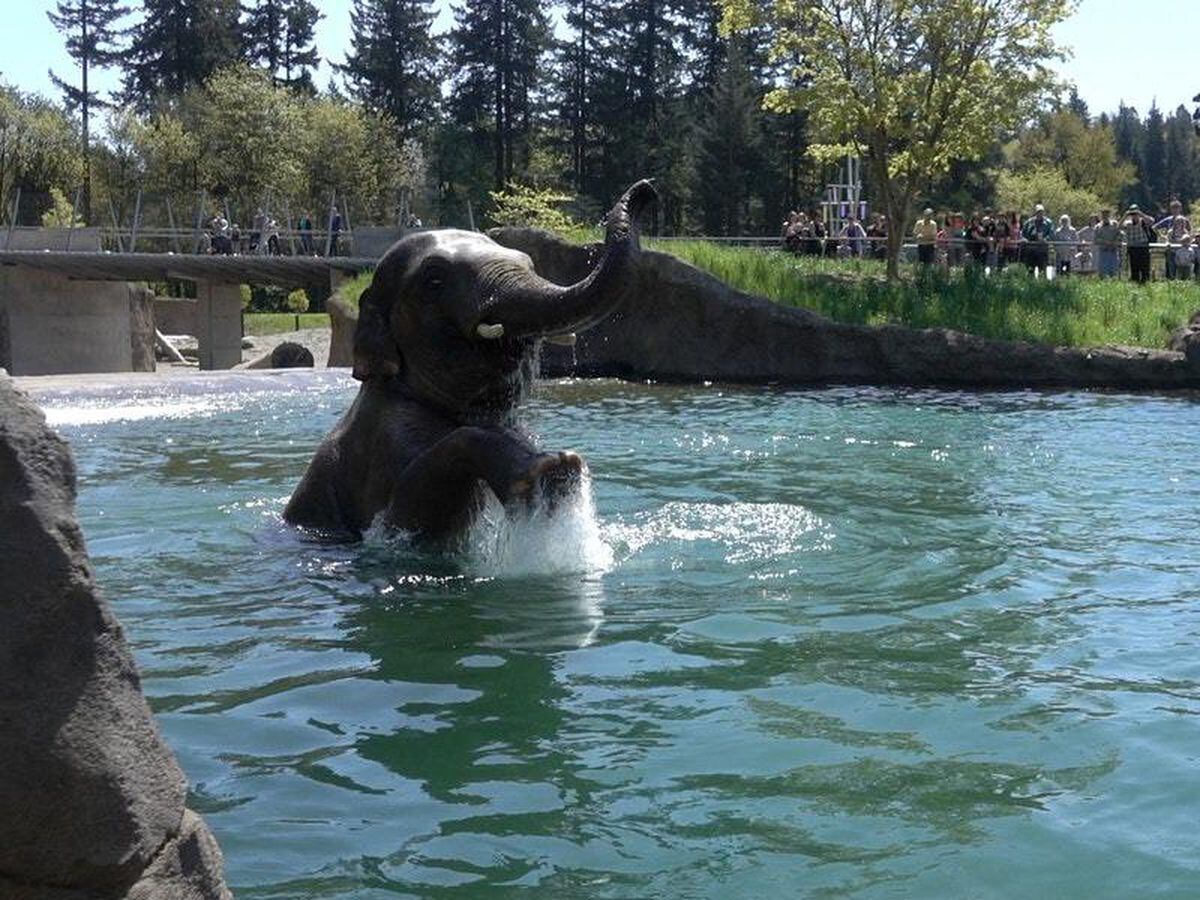 elephant pool float