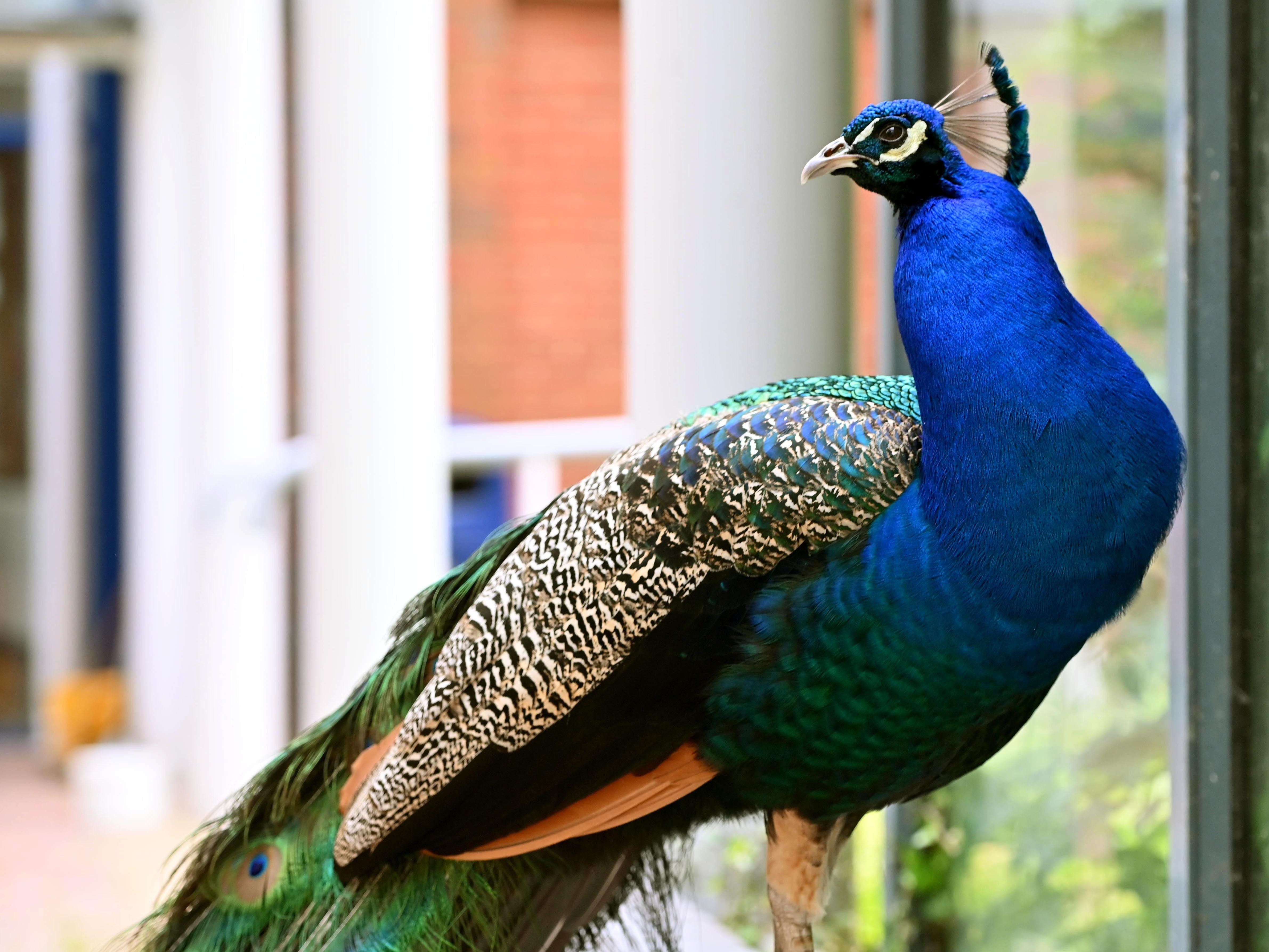 'He will be getting an honorary degree if he stays here much longer' - Meet Pedro the university campus peacock
