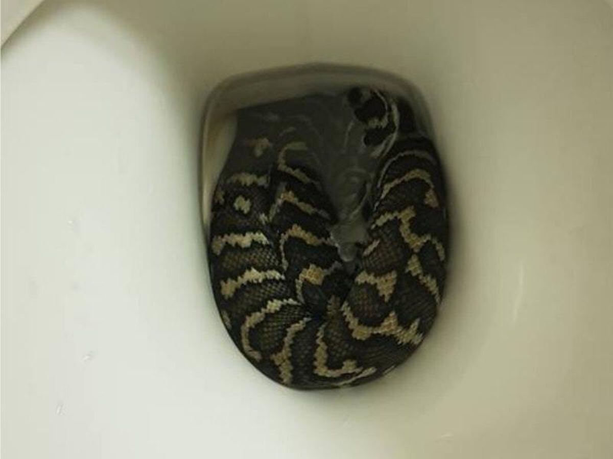 Woman Bitten By Snake Lurking In Toilet | Express & Star