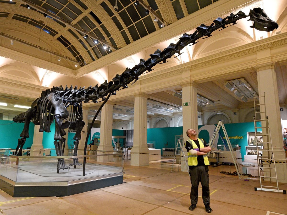 Dippy on tour Huge 70ftlong dinosaur exhibit arrives in Birmingham