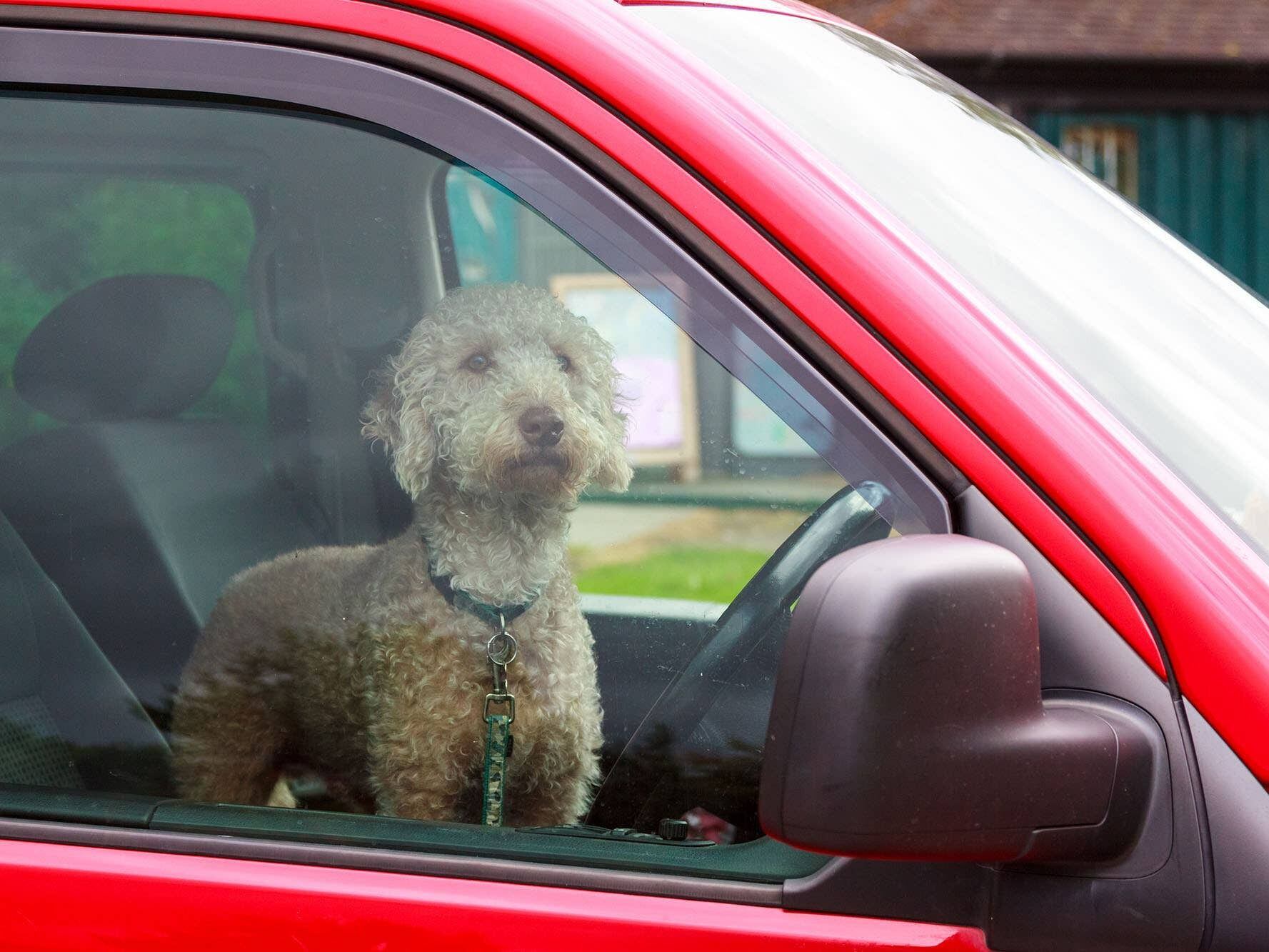 Motoring group urges drivers to make dog welfare ‘a priority’ as temperatures spike