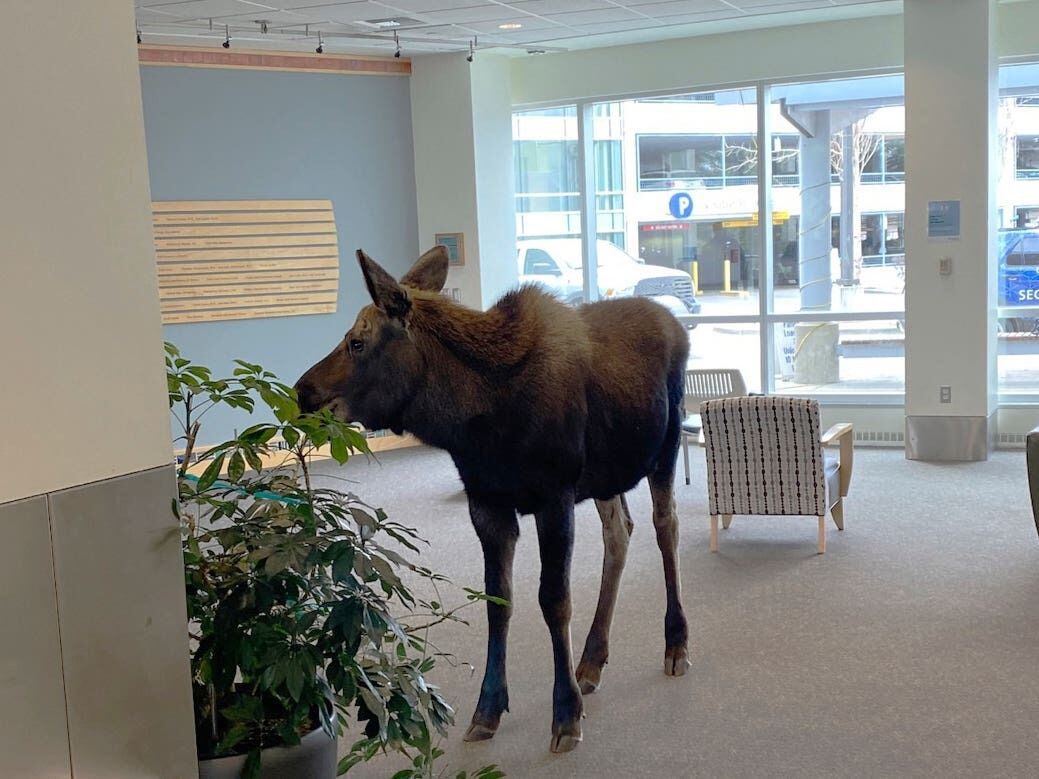 Moose pops into Alaska hospital building to snack on plants