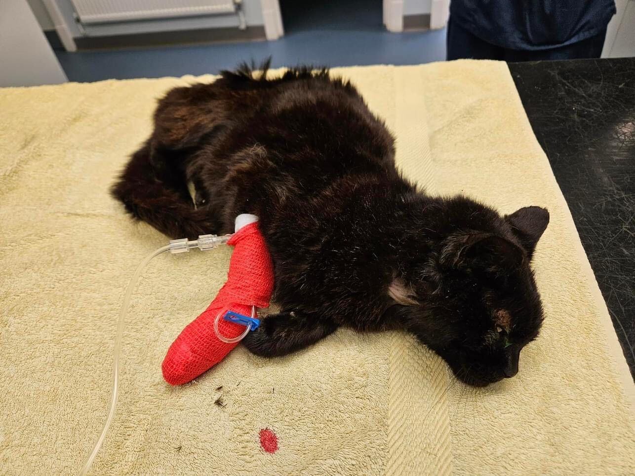 Appeal launched after extremely unwell cat found abandoned by rubbish bins in Kidderminster