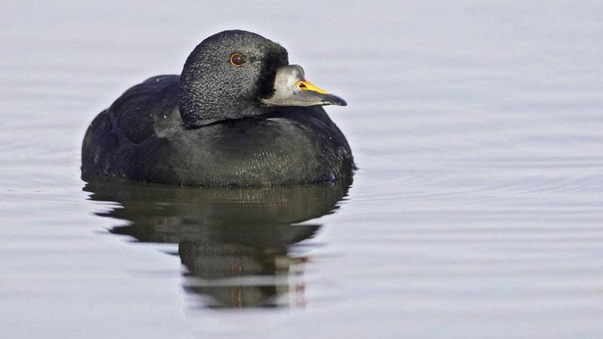 Синьга Melanitta nigra