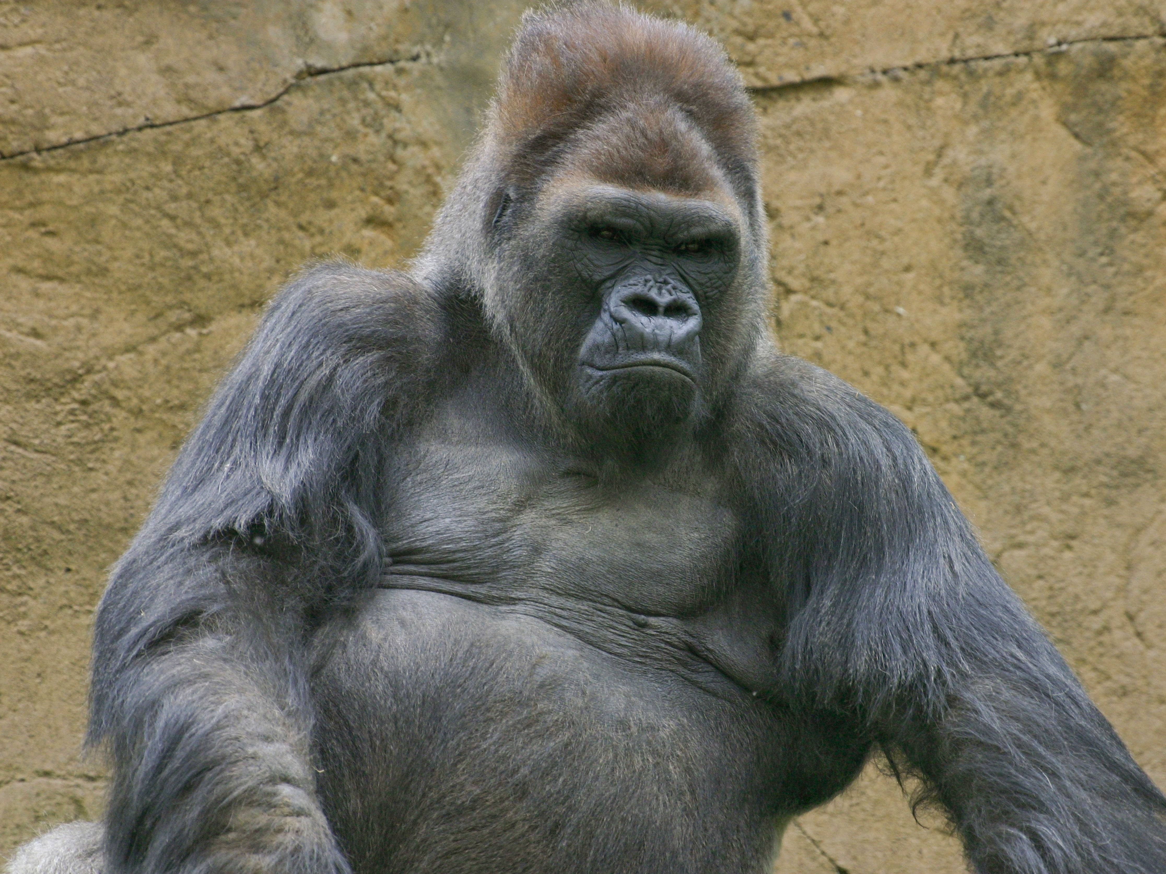 Winston, beloved gorilla at San Diego Zoo Safari Park, dies aged 52