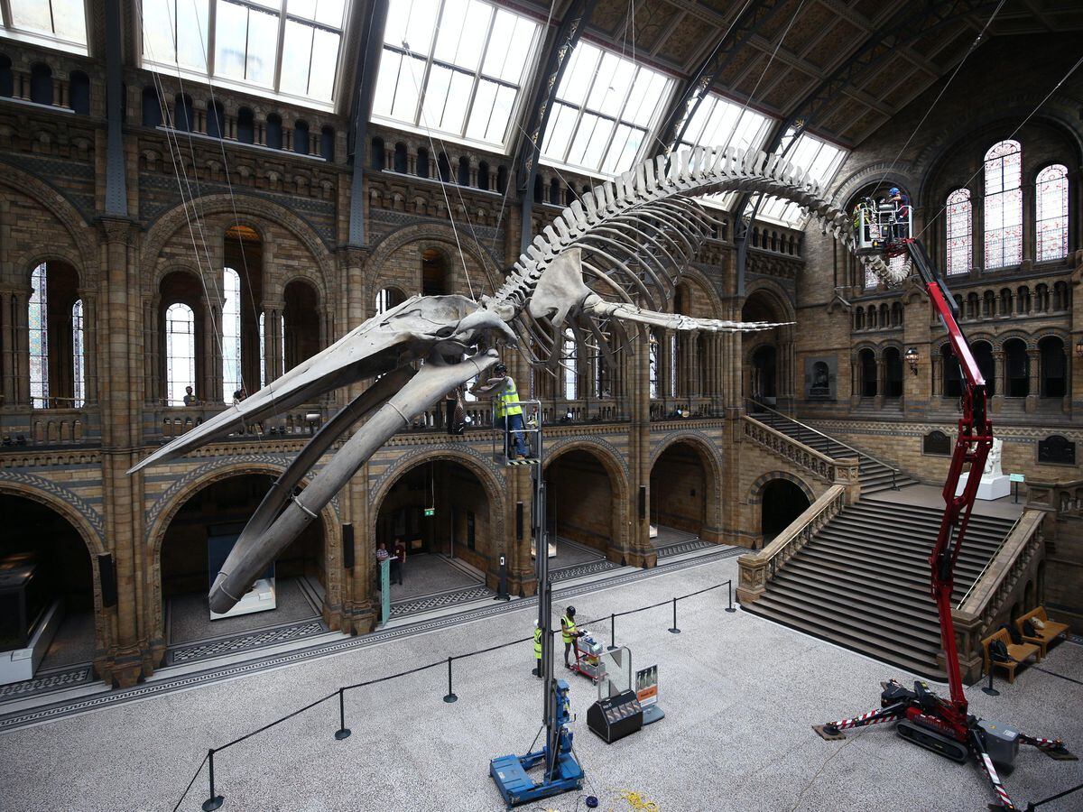 Natural History Museum prepares exhibits for reopening | Express & Star