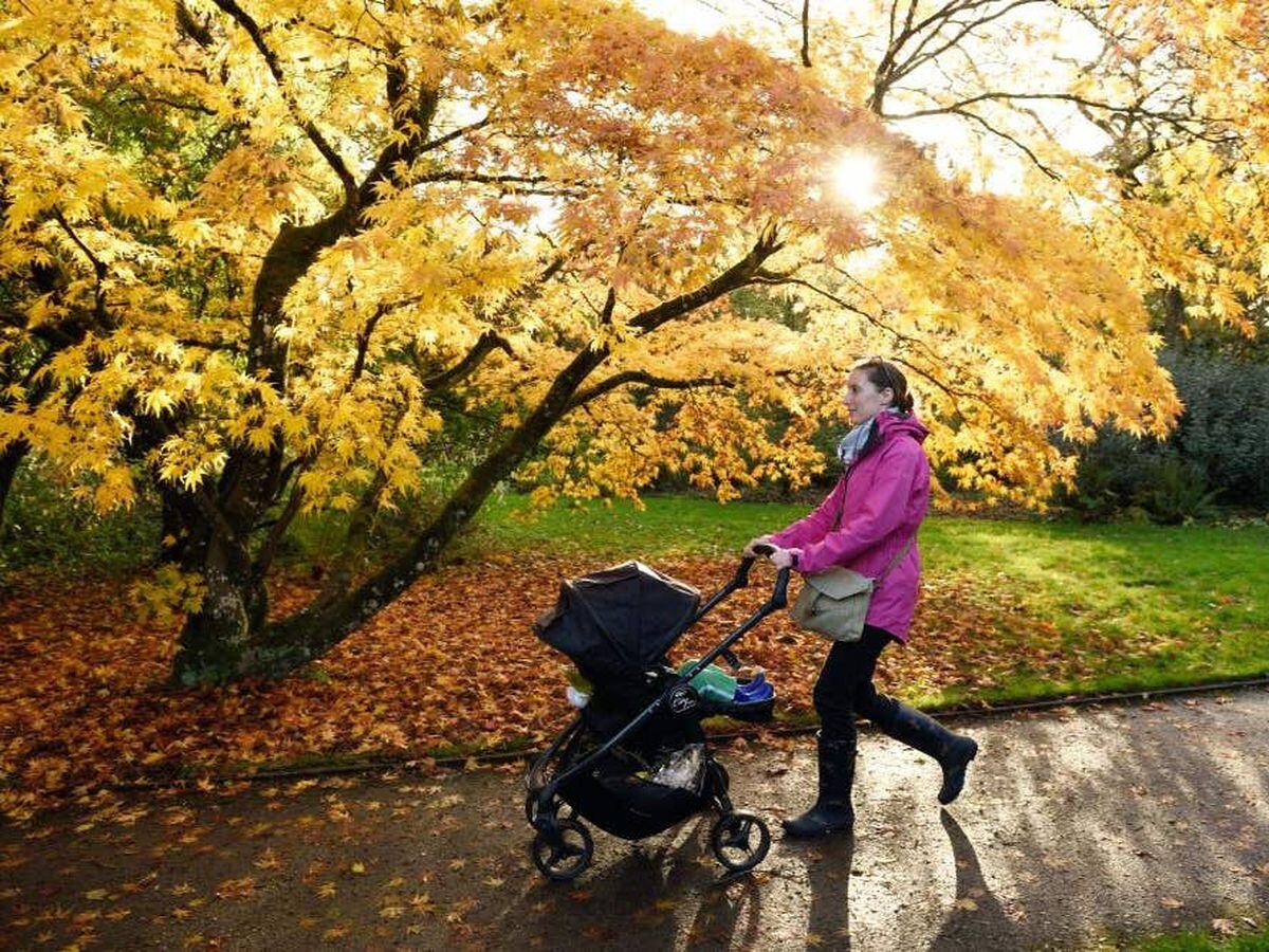 Expect muted autumn colours after summer’s drought, nature lovers told