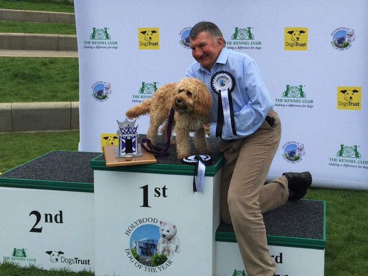 Cavapoo puppy named Holyrood dog of the year Express & Star