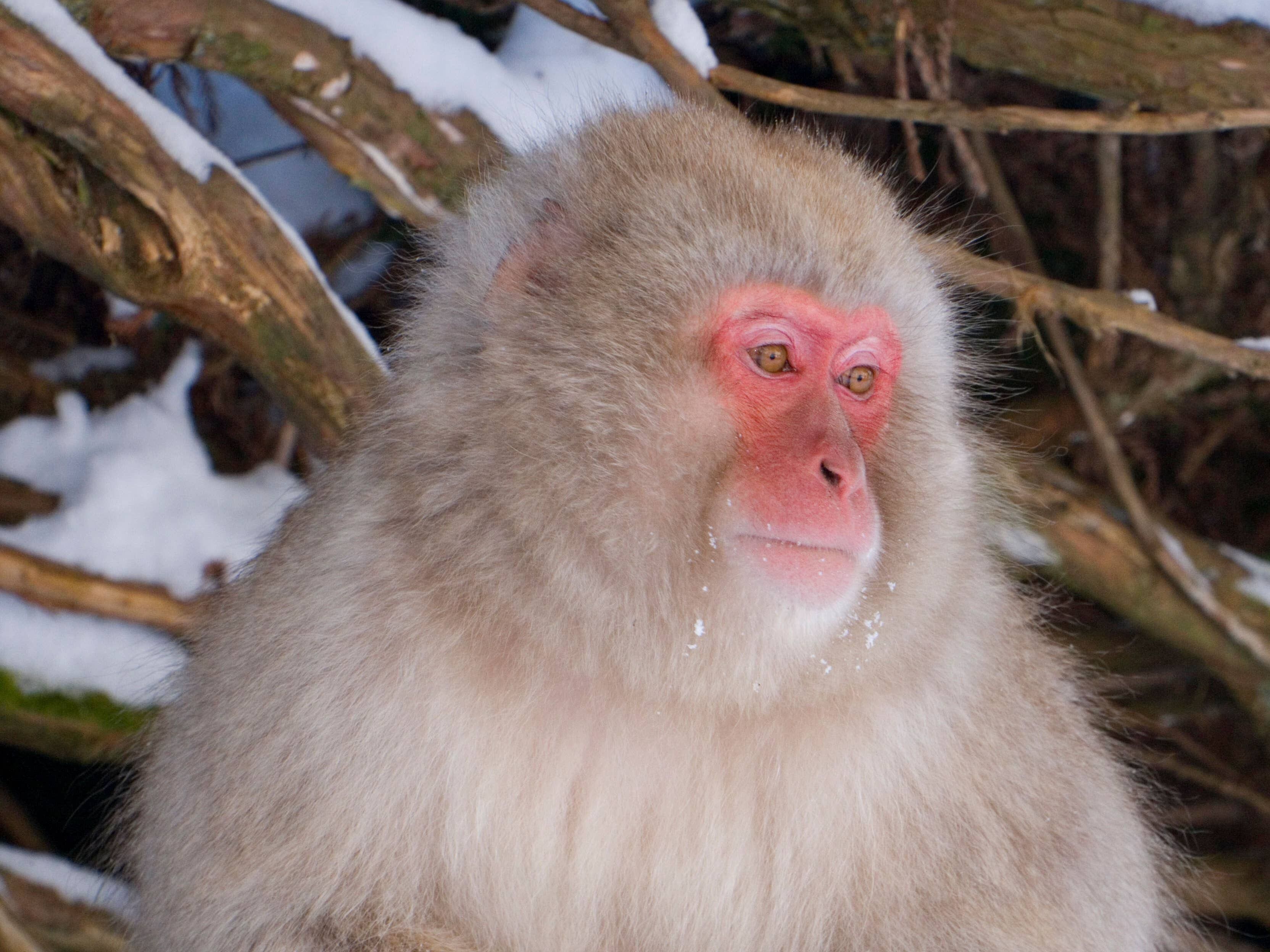 Monkey on the loose after escaping from Scottish wildlife park