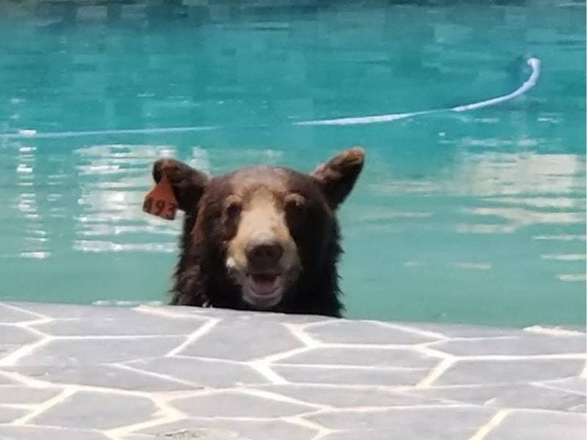 Roaming bear takes a dip in Los Angeles swimming pool before being