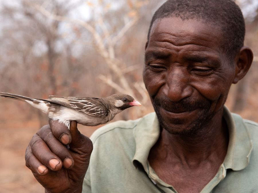 Wild birds ‘distinguish between calls made by different African tribes