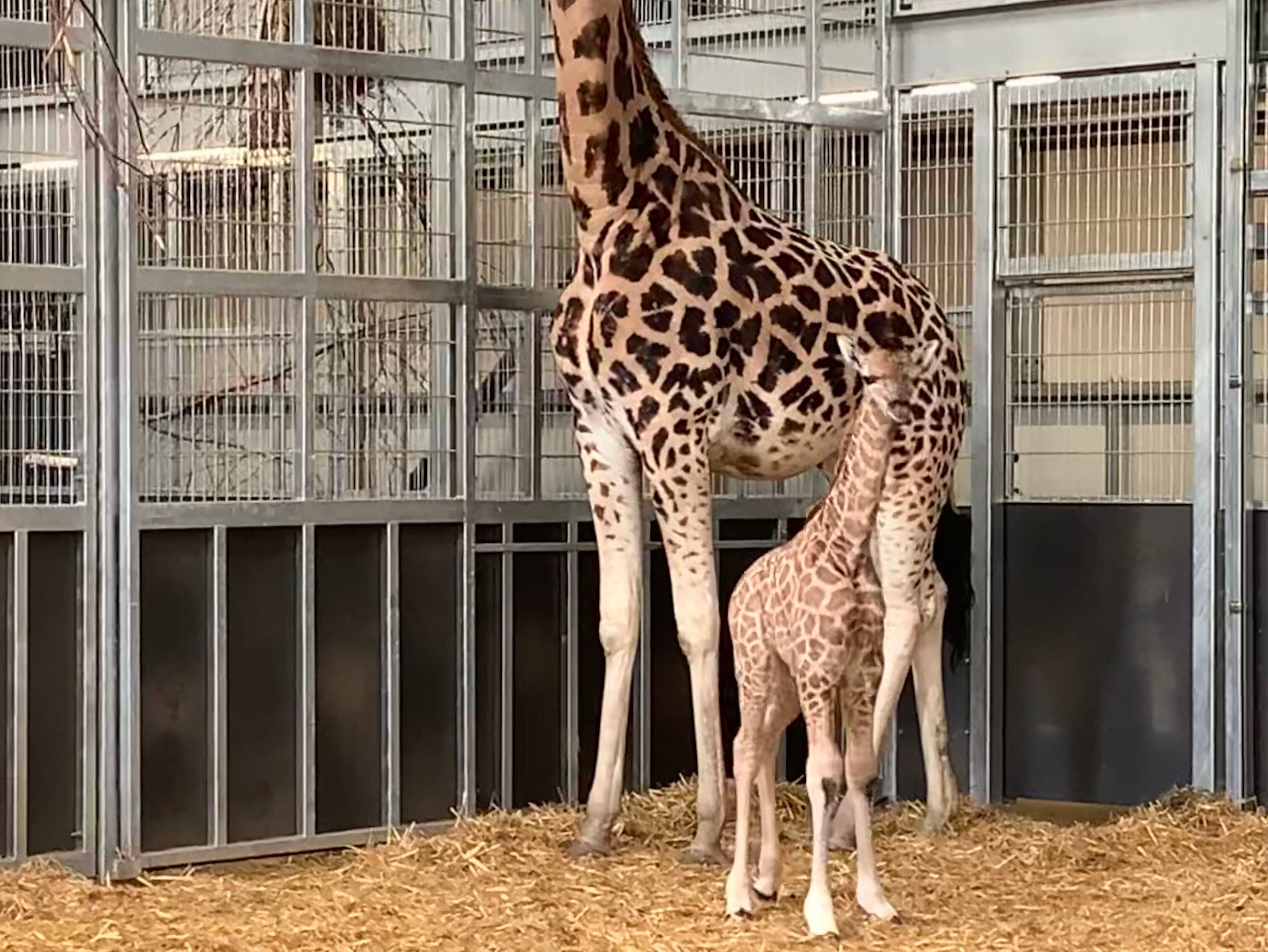 WATCH: Second baby giraffe born at West Midland Safari Park six-weeks after his brother