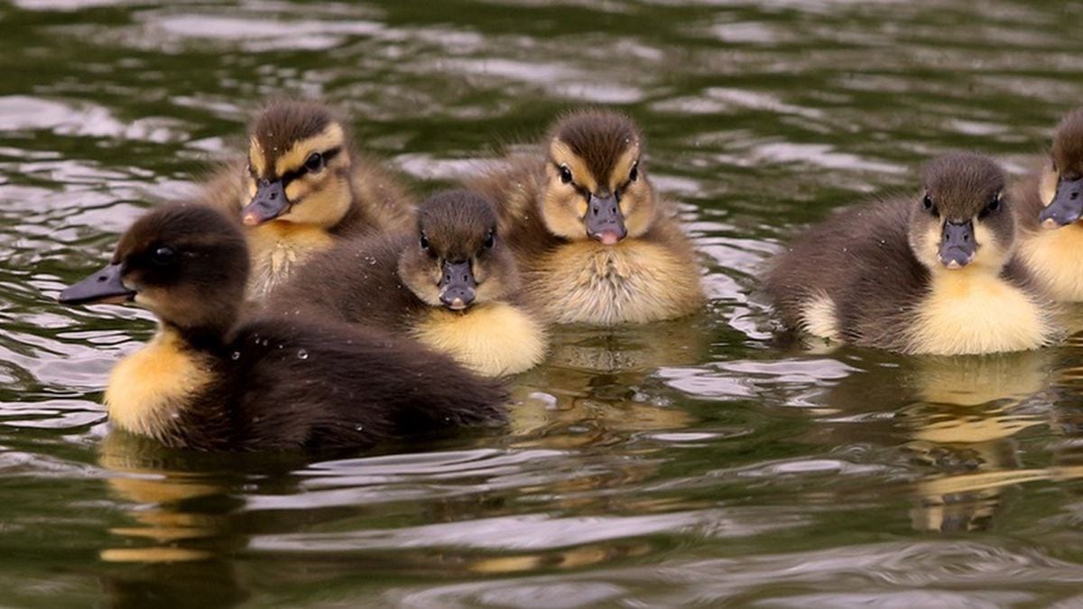 These Ducklings Struggling To Get Up A Step Will Be All Of Us On 