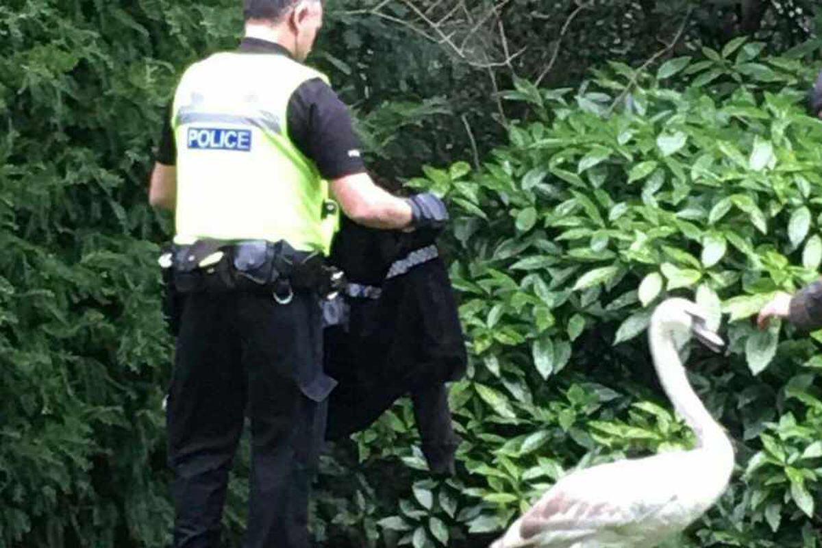 Hot Fuzz Comes To Wolverhampton As Swan Runs Amok Express And Star