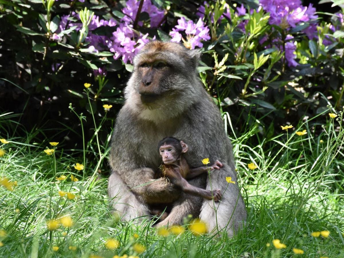 Neuf jeunes macaques de Barbarie sont nés dans la forêt des singes de Trentham dans le Staffordshire au cours de l'été.