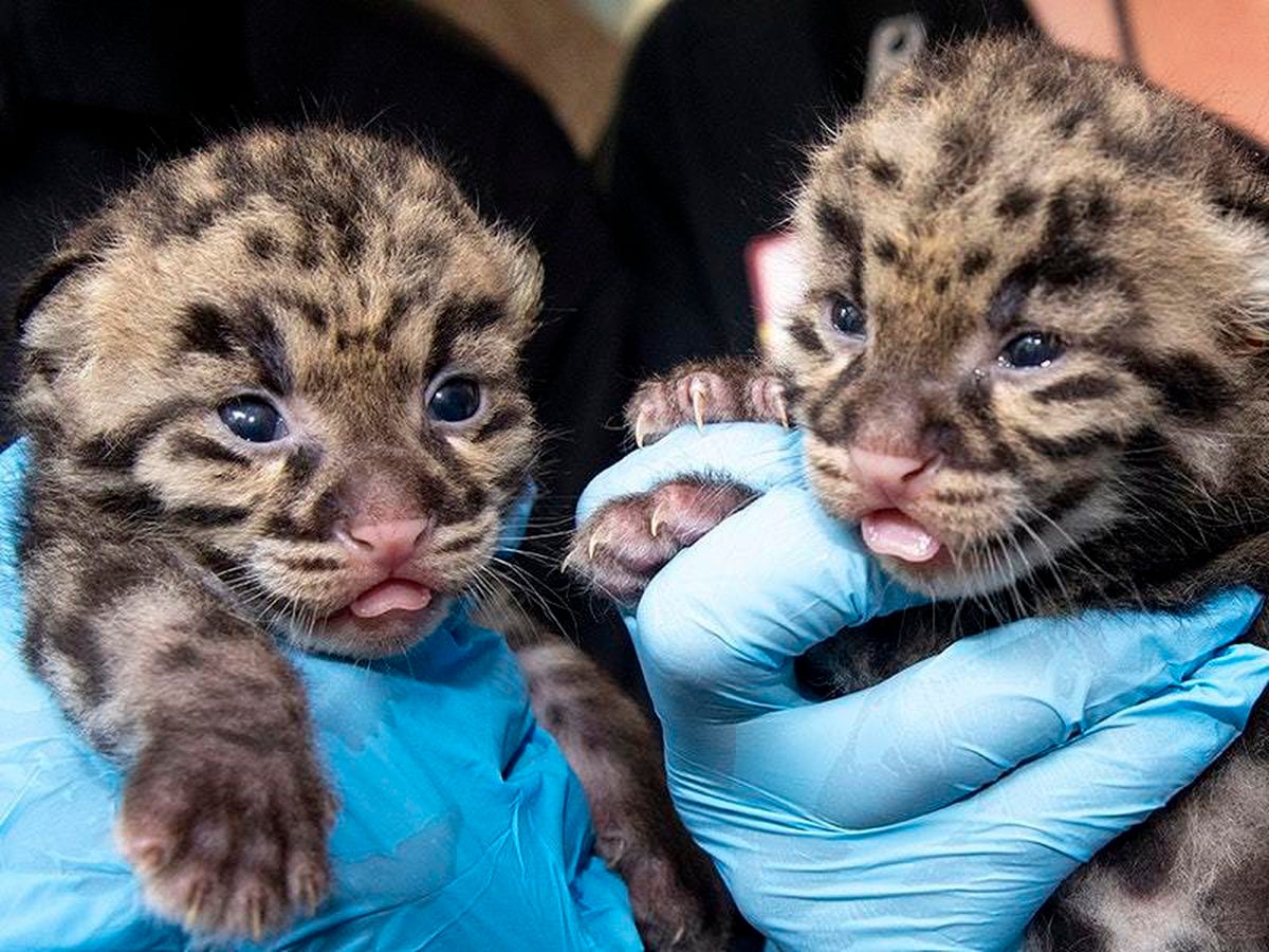 zoo-miami-shows-off-rare-clouded-leopard-kittens-express-star