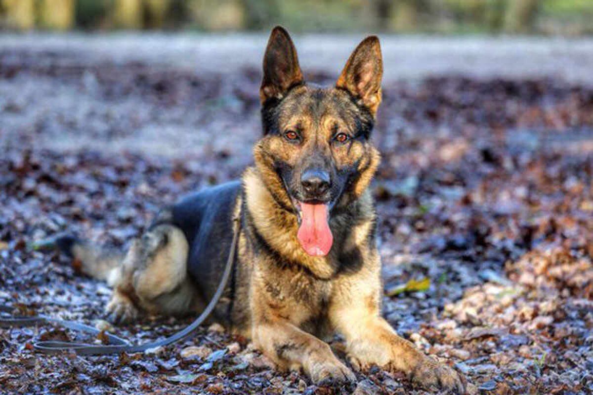 Police dog bites suspected burglar fleeing through gardens | Express & Star