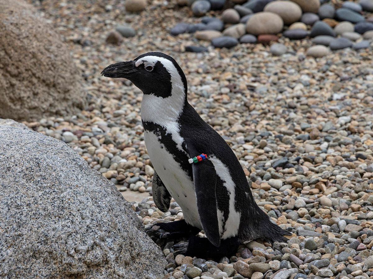 Lucas the Penguin tries on custom orthopedic shoes at the San Diego Zoo