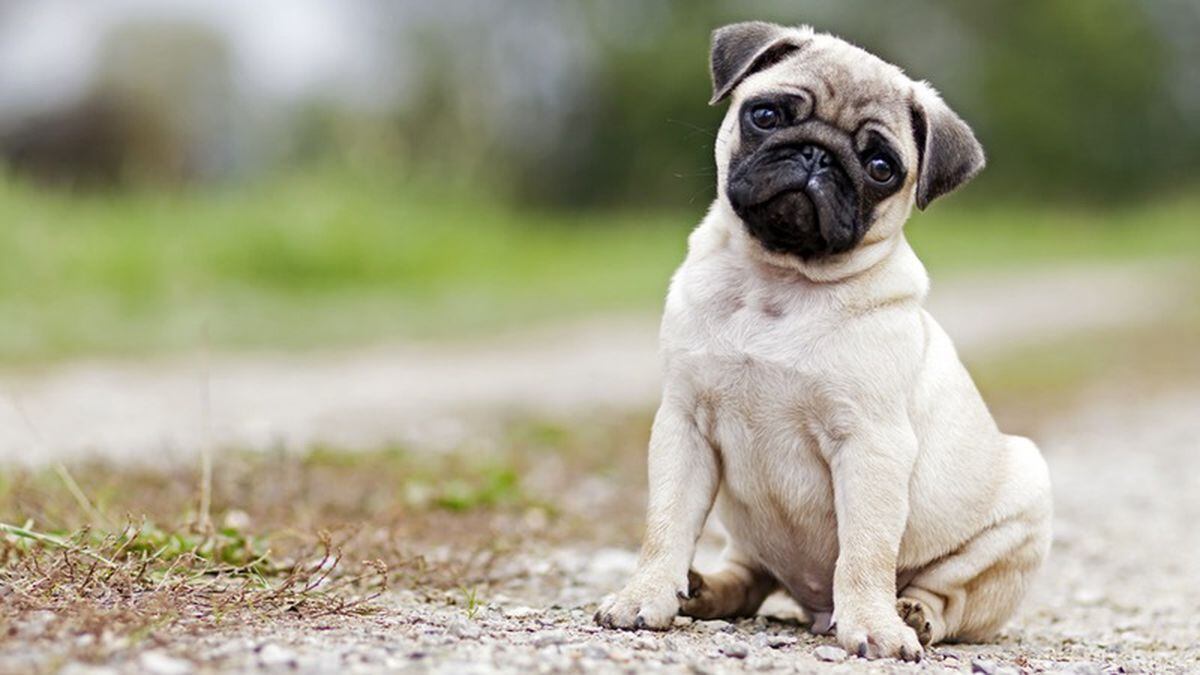 how to get a pet passport for a pug in finland