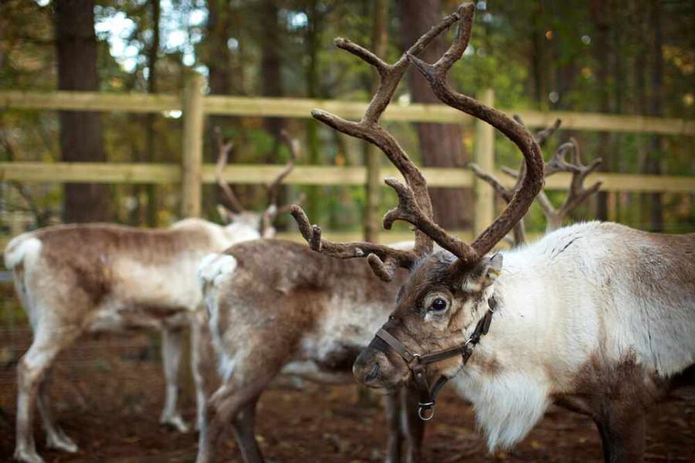 Reindeer Rescued From Blazing Christmas Barn Express Star