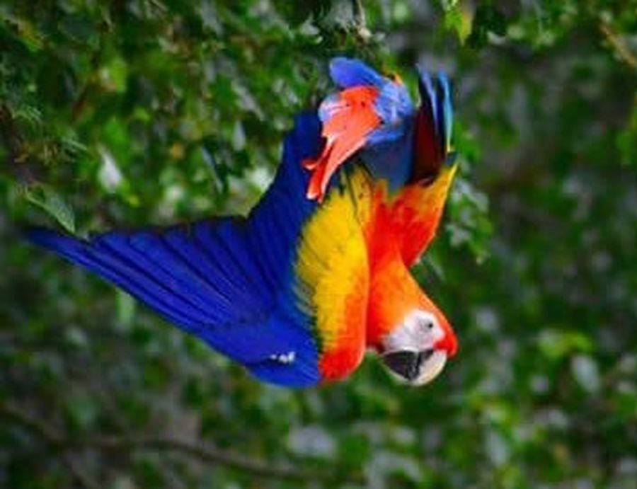 Appeal to find escaped parrots caught up in heatwave gust | Express & Star