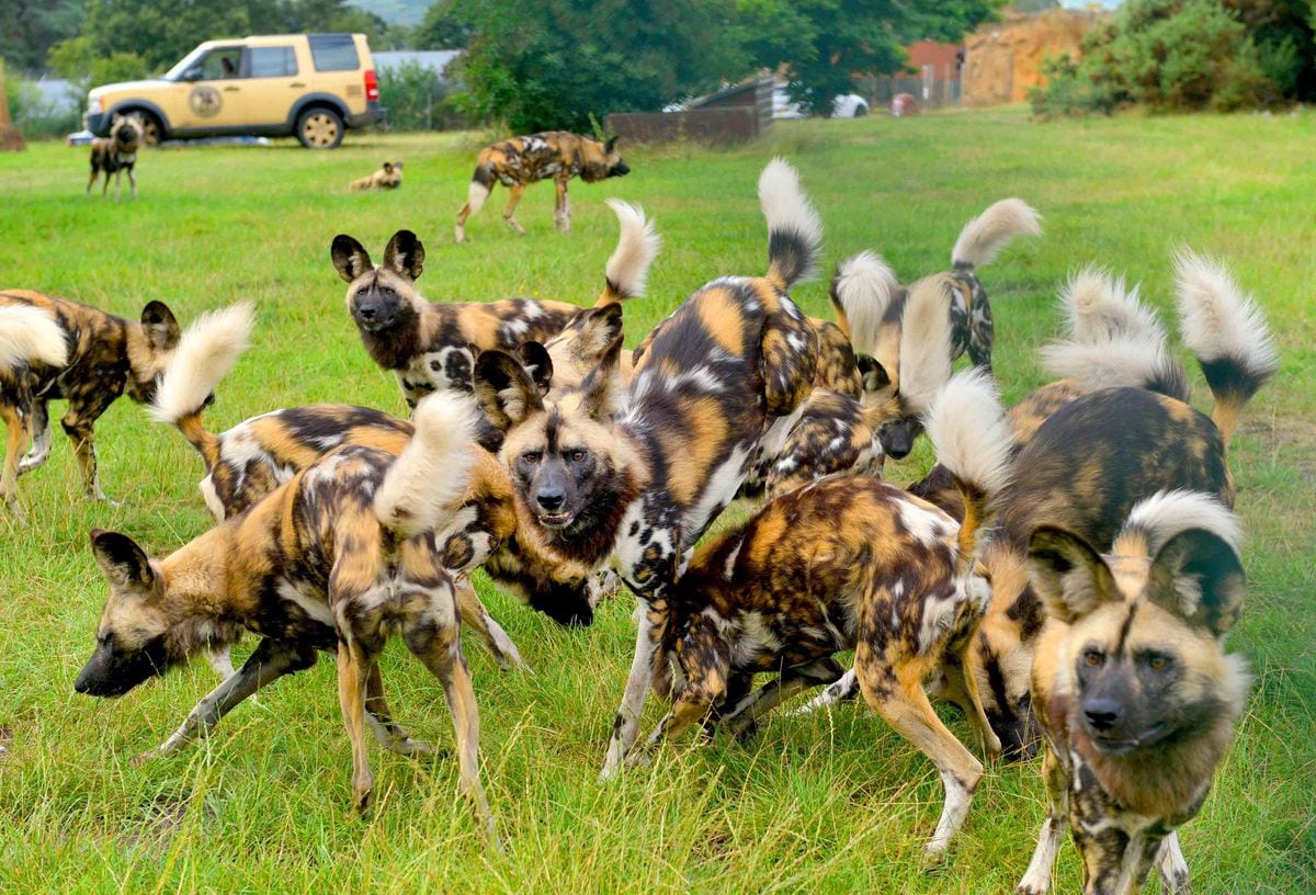 are dogs allowed at west midlands safari park